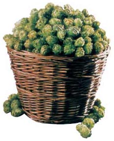 Hopfen